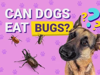 Can Dogs Eat Bugs? What the Science Says