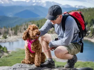 Can a Labradoodle Be a Service Dog? Breed Qualities & Facts
