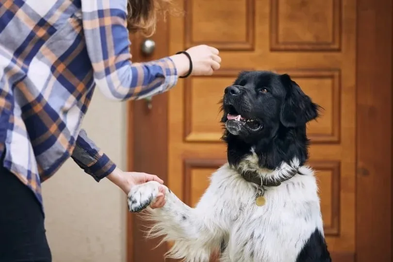 dog shake paw