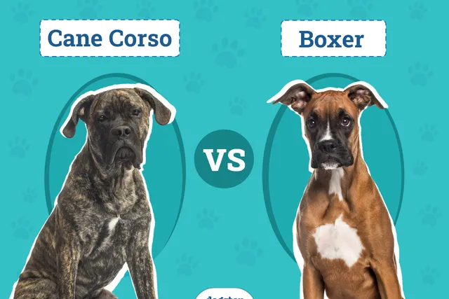 Cane Corso vs. Boxer: Key Differences (With Info & Pictures)