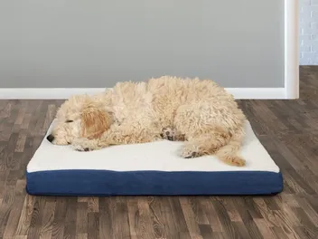 9 Best Budget Dog Beds Under $25 in 2026 - Reviews & Top Picks