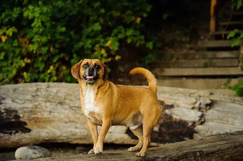 male Puggle dog