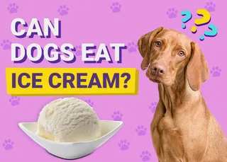 Can Dogs Eat Ice Cream? Vet-Verified Health & Safety Guide