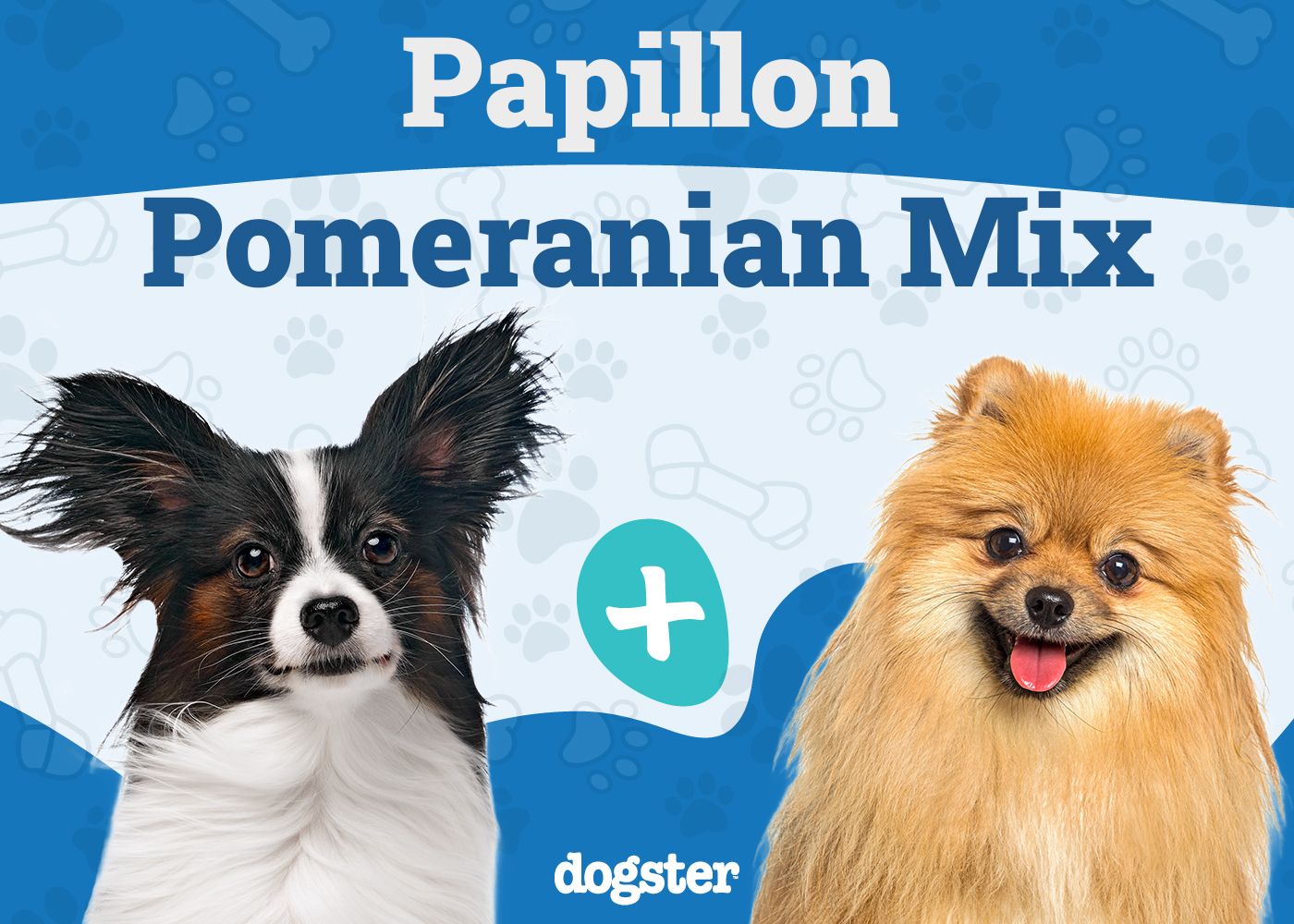 Paperanian - Papillon Pomeranian Mix