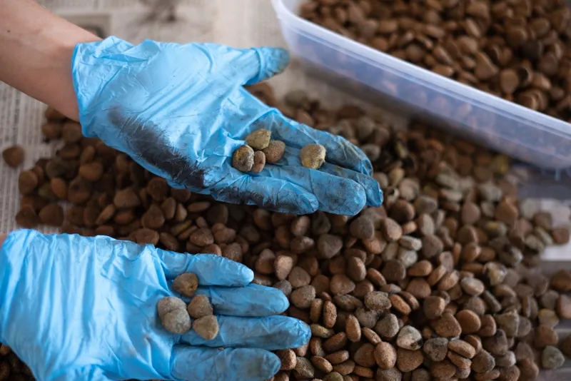 Gloved hands showing molds in dry dog food