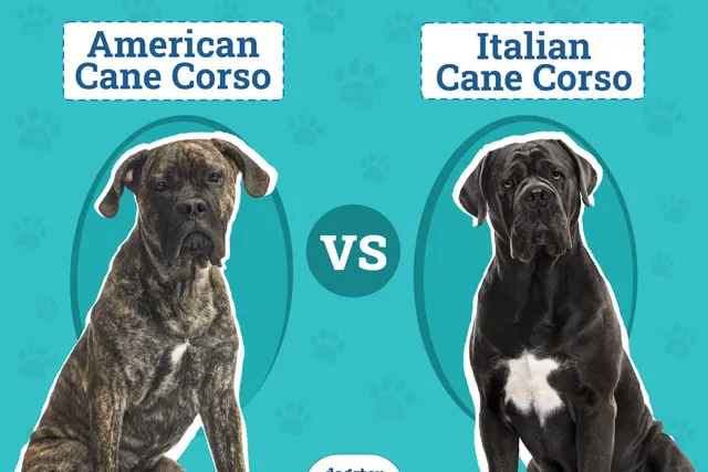 American Cane Corso vs Italian Cane Corso: How Are They Different? (With Pictures)