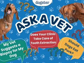 Ask Dr. Paola - Help! My Vet Suggests a Biopsy for My Dog! (June 15, 2026)