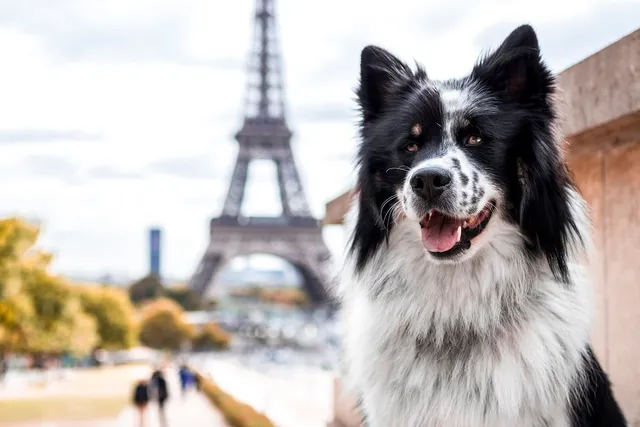 What Does Pet Culture Look Like in France? How They Fit In