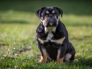 Why Do Bulldogs Have Wrinkles? Facts, Risks & Preventive Care (Vet-Reviewed)