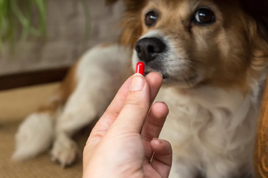 woman hand holding pills and close-up medicine for dogs