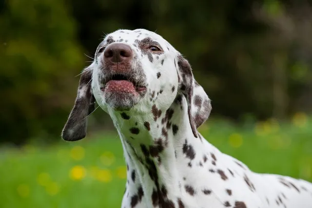 Are Dalmatians Aggressive? Vet-Verified Behavior Info & Tips