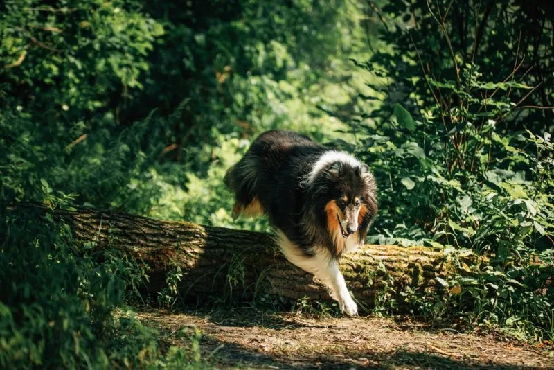 Tricolor Collie jumping over a fallen log while running along a forest track