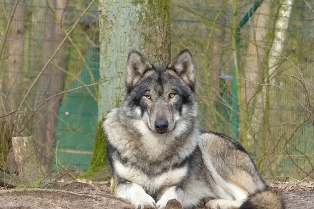 Native American Indian Dog: Info, Pictures, Care, Traits & More