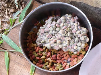 What Does Mold on Dog Food Look Like? Vet-Verified Facts & Prevention Tips