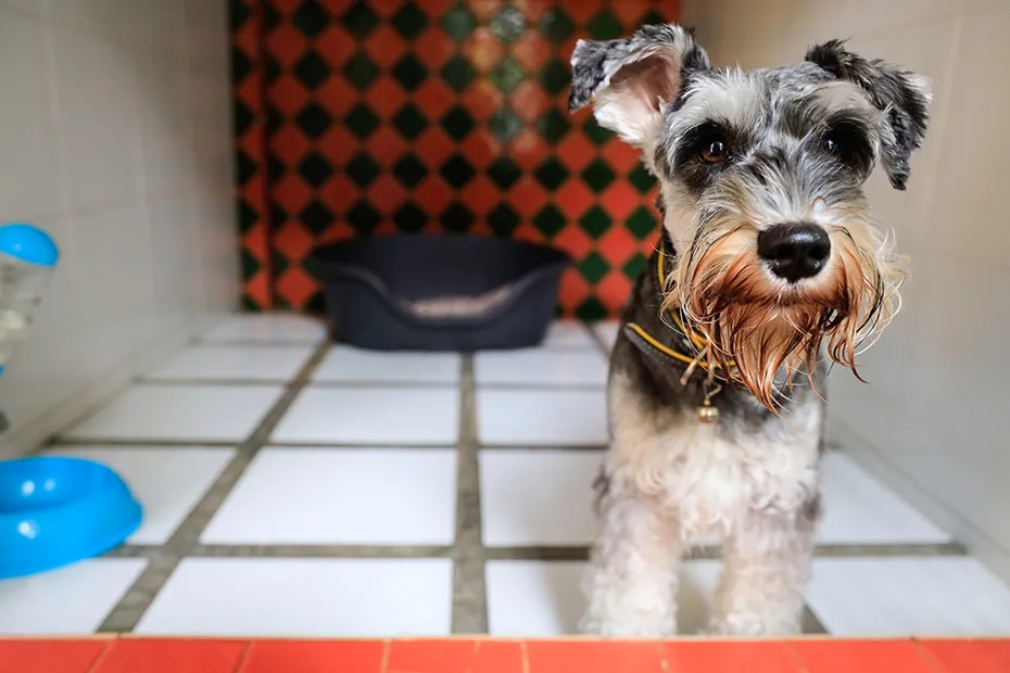 Schnauzer dog boarding in pet hotel
