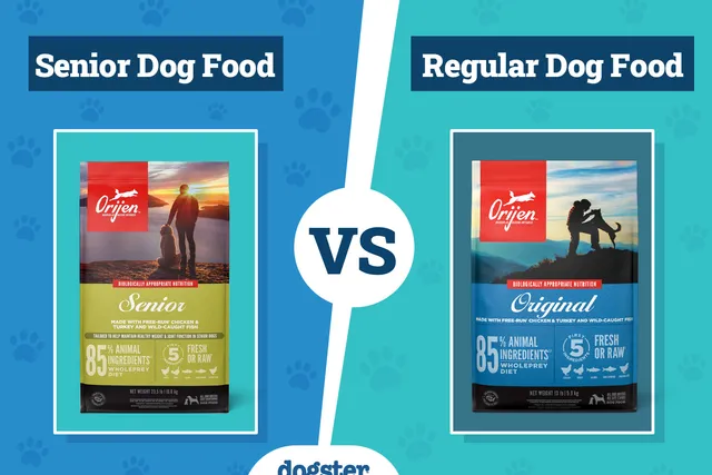 Senior Dog Food vs Regular: The Differences, Pros & Cons