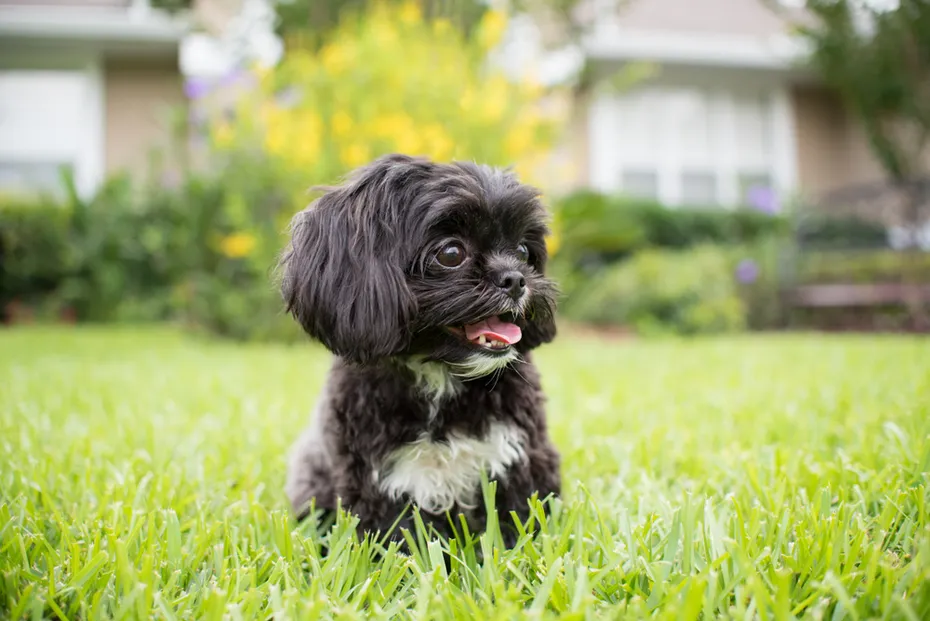 imperial shih tzu sitting on grass