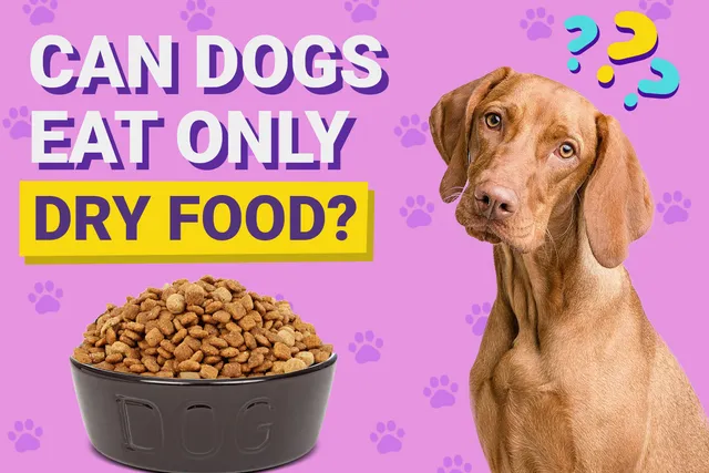 Can Dogs Eat Only Dry Food? Vet-Approved Health Facts & Tips