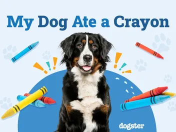 My Dog Ate a Crayon: Should I Be Worried? (Vet Answer)