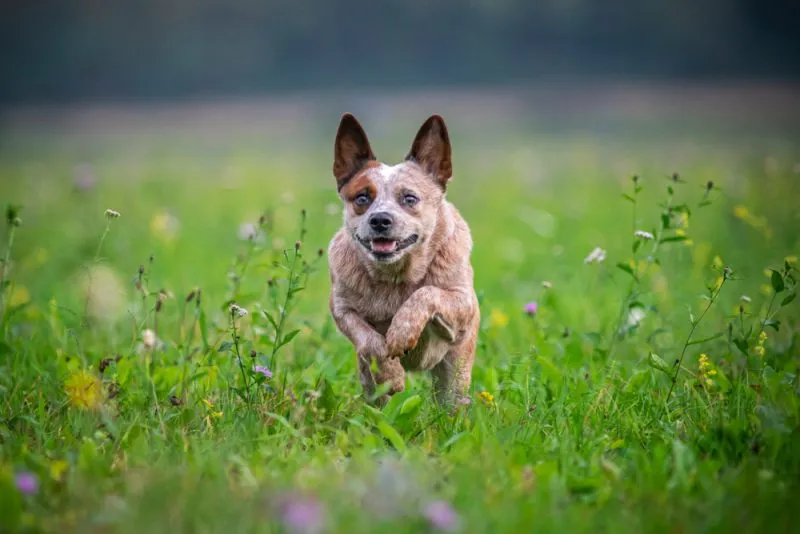 Red heeler dog running in the field