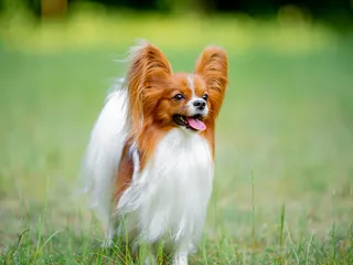 Is a Papillon Hypoallergenic? Vet-Verified Facts & FAQ