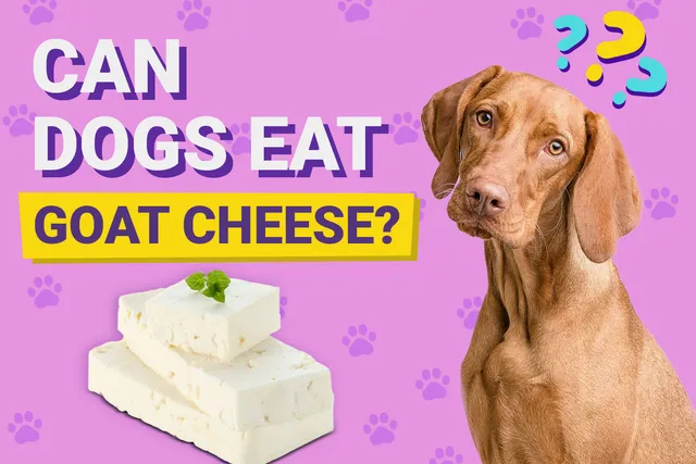 Can Dogs Eat Goat Cheese? Vet-Verified Nutrition Facts & FAQ