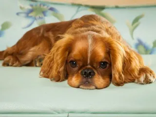 English Toy Spaniel Dog Breed: Info, Pictures, Care & More