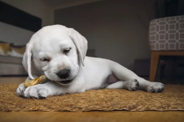 How to Train a Labrador Puppy: 5 Vet-Approved Training Tips