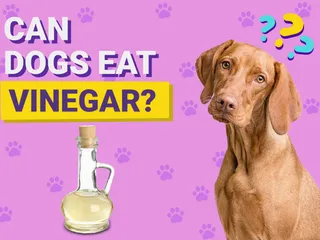 Can Dogs Eat Vinegar? Vet-Reviewed Nutrition Facts & Info