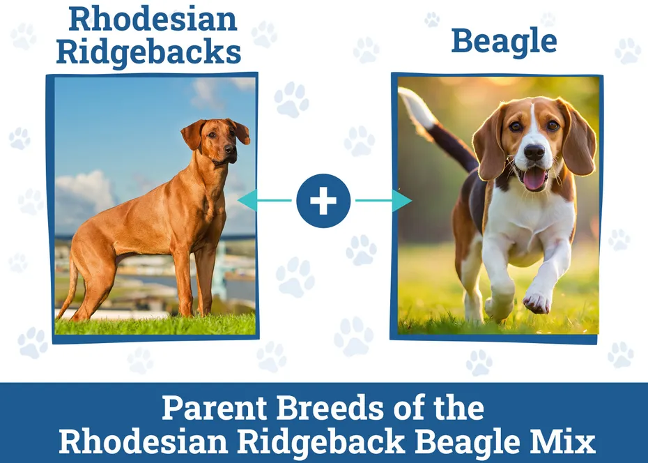 Rhodesian Ridgeback Beagle Mix