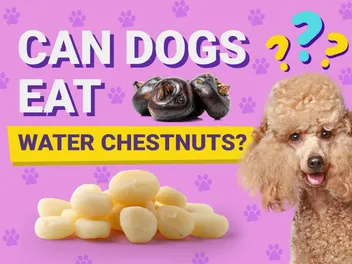 Can Dogs Eat Water Chestnuts? Vet-Verified Facts