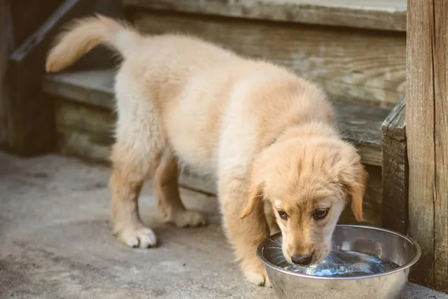 How Long Can a Puppy Go Without Water? Dehydration, Vet-Reviewed Facts & FAQ