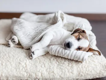 Do Dogs Like Blankets? Facts & FAQ