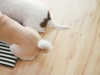 Why Do Dogs Have Tails? Vet-Reviewed Facts & FAQ