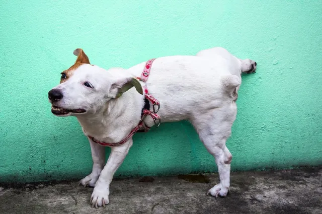 How to Get Rid of Dog Urine Smell Outside: 3 Easy Steps
