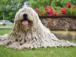 24 Unique & Rare Dog Breeds You’ll Want to Know About: Info & Pictures