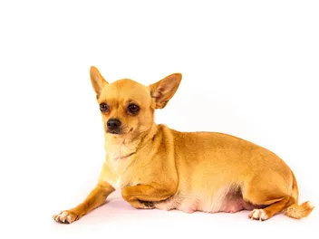 How Long Are Chihuahuas Pregnant? Our Vet Explains Pregnancy & Care Guide