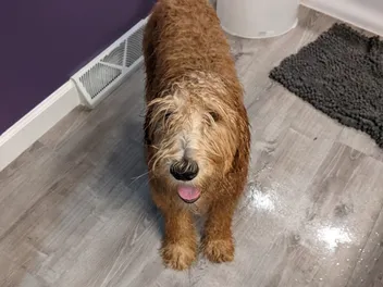 How Often to Bathe a Goldendoodle: Vet-Approved Facts, Tips & FAQ