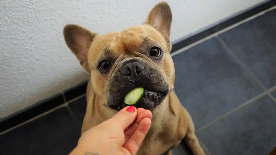 french bulldog eating cucumber