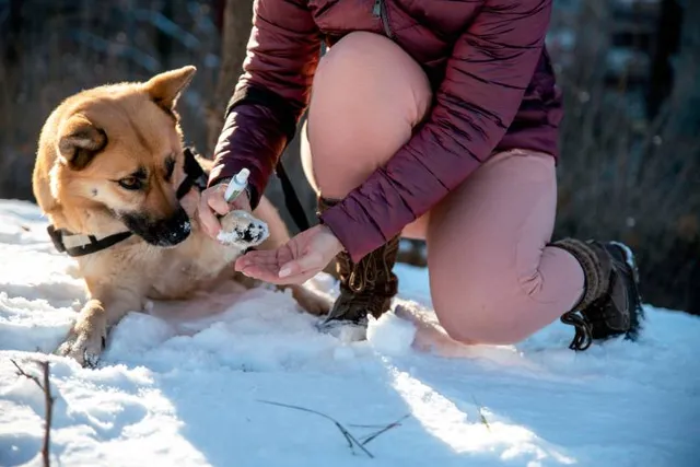 How to Get Snow Off a Dog’s Fur and Paws: 5 Vet-Verified Tips