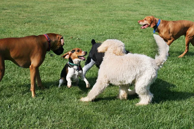 Should I Take My Dog to the Dog Park? Vet-Reviewed Pros & Cons