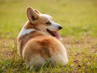 Do Corgis Have Tails? Vet-Verified Facts & Characteristics