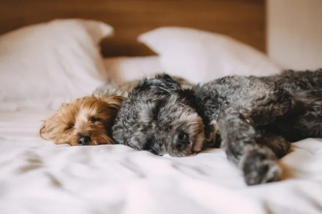 Why Does My Dog Breathe Fast While Sleeping: Our Vet Explains