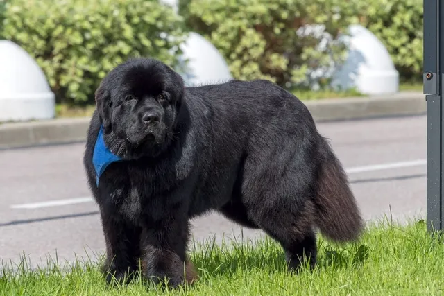 Newfoundland Dog Grooming: 9 Easy & Effective Tips