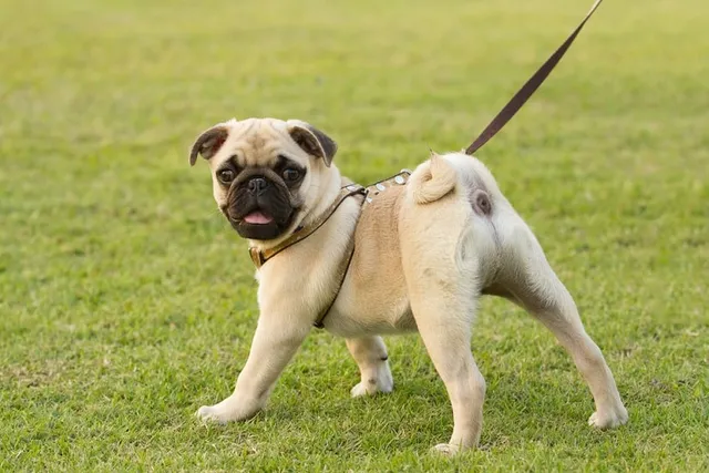 Do Pugs Make Good Pets? Info, Traits & Tips