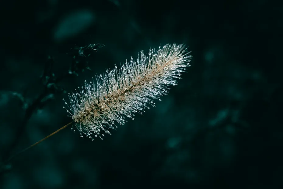foxtail Plant