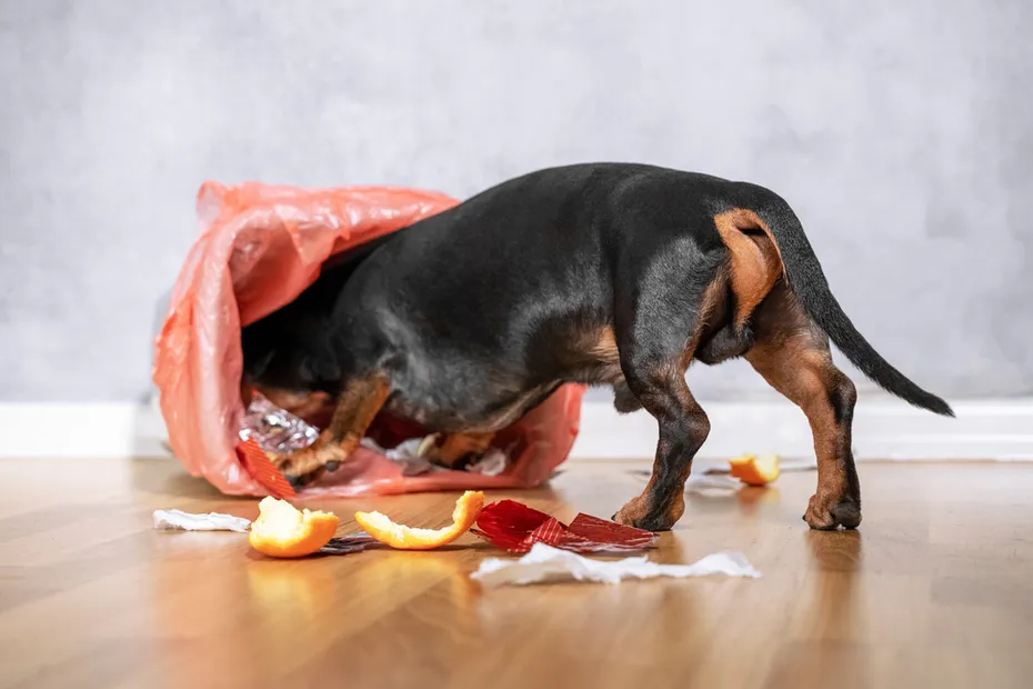Dachshund puppy going through the garbage can in the kitchen