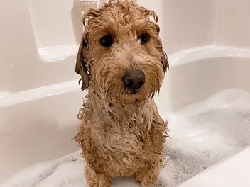 9 Best Dog Shampoos for Goldendoodles in 2026: Reviews & Top Picks