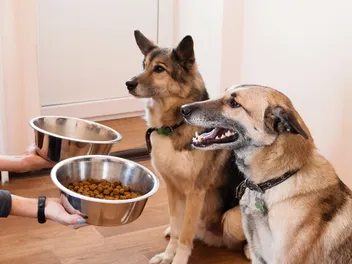 12 Best Dog Foods for Hunting Dogs in 2026 - Reviews & Top Picks
