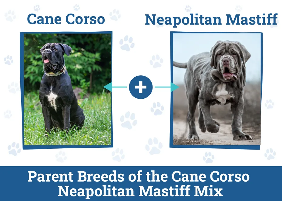 Parent Breeds of the Cane Corso Mastiff